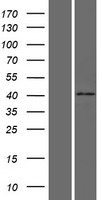 Western blot validation of overexpression lysate (Cat# LY432875) using anti-DDK antibody (Cat# TA50011-100). Left: Cell lysates from un-transfected HEK293T cells; Right: Cell lysates from HEK293T cells transfected with RC229875 using transfection reagent MegaTran 2.0 (Cat# TT210002).