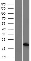 Western blot validation of overexpression lysate (Cat# LY428431) using anti-DDK antibody (Cat# TA50011-100). Left: Cell lysates from un-transfected HEK293T cells; Right: Cell lysates from HEK293T cells transfected with RC227851 using transfection reagent MegaTran 2.0 (Cat# TT210002).