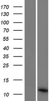 Western blot validation of overexpression lysate (Cat# LY427714) using anti-DDK antibody (Cat# TA50011-100). Left: Cell lysates from un-transfected HEK293T cells; Right: Cell lysates from HEK293T cells transfected with RC227931 using transfection reagent MegaTran 2.0 (Cat# TT210002).