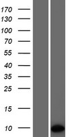Western blot validation of overexpression lysate (Cat# LY431056) using anti-DDK antibody (Cat# TA50011-100). Left: Cell lysates from un-transfected HEK293T cells; Right: Cell lysates from HEK293T cells transfected with RC228028 using transfection reagent MegaTran 2.0 (Cat# TT210002).