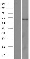 Western blot validation of overexpression lysate (Cat# LY428666) using anti-DDK antibody (Cat# TA50011-100). Left: Cell lysates from un-transfected HEK293T cells; Right: Cell lysates from HEK293T cells transfected with RC227769 using transfection reagent MegaTran 2.0 (Cat# TT210002).