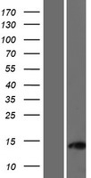 Western blot validation of overexpression lysate (Cat# LY428656) using anti-DDK antibody (Cat# TA50011-100). Left: Cell lysates from un-transfected HEK293T cells; Right: Cell lysates from HEK293T cells transfected with RC227406 using transfection reagent MegaTran 2.0 (Cat# TT210002).