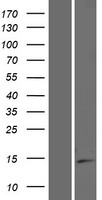 Western blot validation of overexpression lysate (Cat# LY427850) using anti-DDK antibody (Cat# TA50011-100). Left: Cell lysates from un-transfected HEK293T cells; Right: Cell lysates from HEK293T cells transfected with RC227486 using transfection reagent MegaTran 2.0 (Cat# TT210002).