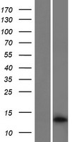 Western blot validation of overexpression lysate (Cat# LY429006) using anti-DDK antibody (Cat# TA50011-100). Left: Cell lysates from un-transfected HEK293T cells; Right: Cell lysates from HEK293T cells transfected with RC227754 using transfection reagent MegaTran 2.0 (Cat# TT210002).