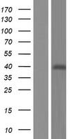 Western blot validation of overexpression lysate (Cat# LY428641) using anti-DDK antibody (Cat# TA50011-100). Left: Cell lysates from un-transfected HEK293T cells; Right: Cell lysates from HEK293T cells transfected with RC227692 using transfection reagent MegaTran 2.0 (Cat# TT210002).