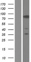 Western blot validation of overexpression lysate (Cat# LY431608) using anti-DDK antibody (Cat# TA50011-100). Left: Cell lysates from un-transfected HEK293T cells; Right: Cell lysates from HEK293T cells transfected with RC228580 using transfection reagent MegaTran 2.0 (Cat# TT210002).