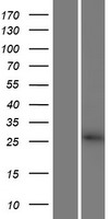 Western blot validation of overexpression lysate (Cat# LY431204) using anti-DDK antibody (Cat# TA50011-100). Left: Cell lysates from un-transfected HEK293T cells; Right: Cell lysates from HEK293T cells transfected with RC228176 using transfection reagent MegaTran 2.0 (Cat# TT210002).