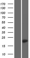 Western blot validation of overexpression lysate (Cat# LY431152) using anti-DDK antibody (Cat# TA50011-100). Left: Cell lysates from un-transfected HEK293T cells; Right: Cell lysates from HEK293T cells transfected with RC228124 using transfection reagent MegaTran 2.0 (Cat# TT210002).