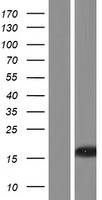 Western blot validation of overexpression lysate (Cat# LY406559) using anti-DDK antibody (Cat# TA50011-100). Left: Cell lysates from un-transfected HEK293T cells; Right: Cell lysates from HEK293T cells transfected with RC221978 using transfection reagent MegaTran 2.0 (Cat# TT210002).