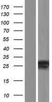 Western blot validation of overexpression lysate (Cat# LY408249) using anti-DDK antibody (Cat# TA50011-100). Left: Cell lysates from un-transfected HEK293T cells; Right: Cell lysates from HEK293T cells transfected with RC221935 using transfection reagent MegaTran 2.0 (Cat# TT210002).
