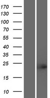 Western blot validation of overexpression lysate (Cat# LY406221) using anti-DDK antibody (Cat# TA50011-100). Left: Cell lysates from un-transfected HEK293T cells; Right: Cell lysates from HEK293T cells transfected with RC221910 using transfection reagent MegaTran 2.0 (Cat# TT210002).