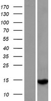 Western blot validation of overexpression lysate (Cat# LY422897) using anti-DDK antibody (Cat# TA50011-100). Left: Cell lysates from un-transfected HEK293T cells; Right: Cell lysates from HEK293T cells transfected with RC222477 using transfection reagent MegaTran 2.0 (Cat# TT210002).