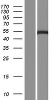 Western blot validation of overexpression lysate (Cat# LY404872) using anti-DDK antibody (Cat# TA50011-100). Left: Cell lysates from un-transfected HEK293T cells; Right: Cell lysates from HEK293T cells transfected with RC220828 using transfection reagent MegaTran 2.0 (Cat# TT210002).