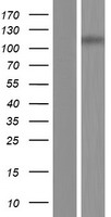 Western blot validation of overexpression lysate (Cat# LY414765) using anti-DDK antibody (Cat# TA50011-100). Left: Cell lysates from un-transfected HEK293T cells; Right: Cell lysates from HEK293T cells transfected with RC220959 using transfection reagent MegaTran 2.0 (Cat# TT210002).