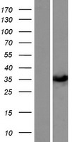Western blot validation of overexpression lysate (Cat# LY423369) using anti-DDK antibody (Cat# TA50011-100). Left: Cell lysates from un-transfected HEK293T cells; Right: Cell lysates from HEK293T cells transfected with RC220571 using transfection reagent MegaTran 2.0 (Cat# TT210002).