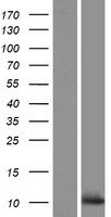 Western blot validation of overexpression lysate (Cat# LY420897) using anti-DDK antibody (Cat# TA50011-100). Left: Cell lysates from un-transfected HEK293T cells; Right: Cell lysates from HEK293T cells transfected with RC220657 using transfection reagent MegaTran 2.0 (Cat# TT210002).