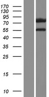 Western blot validation of overexpression lysate (Cat# LY422759) using anti-DDK antibody (Cat# TA50011-100). Left: Cell lysates from un-transfected HEK293T cells; Right: Cell lysates from HEK293T cells transfected with RC220603 using transfection reagent MegaTran 2.0 (Cat# TT210002).
