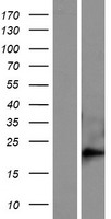 Western blot validation of overexpression lysate (Cat# LY405485) using anti-DDK antibody (Cat# TA50011-100). Left: Cell lysates from un-transfected HEK293T cells; Right: Cell lysates from HEK293T cells transfected with RC221430 using transfection reagent MegaTran 2.0 (Cat# TT210002).