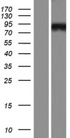Western blot validation of overexpression lysate (Cat# LY414983) using anti-DDK antibody (Cat# TA50011-100). Left: Cell lysates from un-transfected HEK293T cells; Right: Cell lysates from HEK293T cells transfected with RC221565 using transfection reagent MegaTran 2.0 (Cat# TT210002).