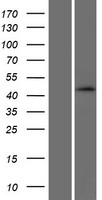 Western blot validation of overexpression lysate (Cat# LY406368) using anti-DDK antibody (Cat# TA50011-100). Left: Cell lysates from un-transfected HEK293T cells; Right: Cell lysates from HEK293T cells transfected with RC221251 using transfection reagent MegaTran 2.0 (Cat# TT210002).
