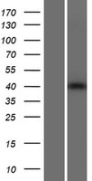 Western blot validation of overexpression lysate (Cat# LY420584) using anti-DDK antibody (Cat# TA50011-100). Left: Cell lysates from un-transfected HEK293T cells; Right: Cell lysates from HEK293T cells transfected with RC224435 using transfection reagent MegaTran 2.0 (Cat# TT210002).