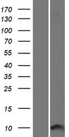 Western blot validation of overexpression lysate (Cat# LY411985) using anti-DDK antibody (Cat# TA50011-100). Left: Cell lysates from un-transfected HEK293T cells; Right: Cell lysates from HEK293T cells transfected with RC224896 using transfection reagent MegaTran 2.0 (Cat# TT210002).