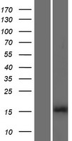 Western blot validation of overexpression lysate (Cat# LY418625) using anti-DDK antibody (Cat# TA50011-100). Left: Cell lysates from un-transfected HEK293T cells; Right: Cell lysates from HEK293T cells transfected with RC224888 using transfection reagent MegaTran 2.0 (Cat# TT210002).