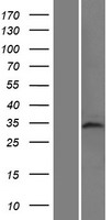 Western blot validation of overexpression lysate (Cat# LY408568) using anti-DDK antibody (Cat# TA50011-100). Left: Cell lysates from un-transfected HEK293T cells; Right: Cell lysates from HEK293T cells transfected with RC224879 using transfection reagent MegaTran 2.0 (Cat# TT210002).