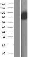 Western blot validation of overexpression lysate (Cat# LY406192) using anti-DDK antibody (Cat# TA50011-100). Left: Cell lysates from un-transfected HEK293T cells; Right: Cell lysates from HEK293T cells transfected with RC224907 using transfection reagent MegaTran 2.0 (Cat# TT210002).