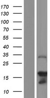 Western blot validation of overexpression lysate (Cat# LY426602) using anti-DDK antibody (Cat# TA50011-100). Left: Cell lysates from un-transfected HEK293T cells; Right: Cell lysates from HEK293T cells transfected with RC225004 using transfection reagent MegaTran 2.0 (Cat# TT210002).