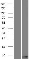 Western blot validation of overexpression lysate (Cat# LY427460) using anti-DDK antibody (Cat# TA50011-100). Left: Cell lysates from un-transfected HEK293T cells; Right: Cell lysates from HEK293T cells transfected with RC224993 using transfection reagent MegaTran 2.0 (Cat# TT210002).