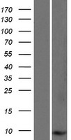 Western blot validation of overexpression lysate (Cat# LY426629) using anti-DDK antibody (Cat# TA50011-100). Left: Cell lysates from un-transfected HEK293T cells; Right: Cell lysates from HEK293T cells transfected with RC224990 using transfection reagent MegaTran 2.0 (Cat# TT210002).