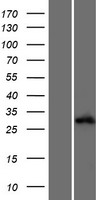 Western blot validation of overexpression lysate (Cat# LY409909) using anti-DDK antibody (Cat# TA50011-100). Left: Cell lysates from un-transfected HEK293T cells; Right: Cell lysates from HEK293T cells transfected with RC224553 using transfection reagent MegaTran 2.0 (Cat# TT210002).