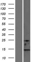 Western blot validation of overexpression lysate (Cat# LY421324) using anti-DDK antibody (Cat# TA50011-100). Left: Cell lysates from un-transfected HEK293T cells; Right: Cell lysates from HEK293T cells transfected with RC223078 using transfection reagent MegaTran 2.0 (Cat# TT210002).