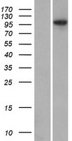 Western blot validation of overexpression lysate (Cat# LY413908) using anti-DDK antibody (Cat# TA50011-100). Left: Cell lysates from un-transfected HEK293T cells; Right: Cell lysates from HEK293T cells transfected with RC223621 using transfection reagent MegaTran 2.0 (Cat# TT210002).