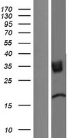 Western blot validation of overexpression lysate (Cat# LY432814) using anti-DDK antibody (Cat# TA50011-100). Left: Cell lysates from un-transfected HEK293T cells; Right: Cell lysates from HEK293T cells transfected with RC229814 using transfection reagent MegaTran 2.0 (Cat# TT210002).