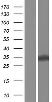 Western blot validation of overexpression lysate (Cat# LY431239) using anti-DDK antibody (Cat# TA50011-100). Left: Cell lysates from un-transfected HEK293T cells; Right: Cell lysates from HEK293T cells transfected with RC228211 using transfection reagent MegaTran 2.0 (Cat# TT210002).