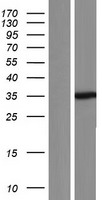 Western blot validation of overexpression lysate (Cat# LY404739) using anti-DDK antibody (Cat# TA50011-100). Left: Cell lysates from un-transfected HEK293T cells; Right: Cell lysates from HEK293T cells transfected with RC220767 using transfection reagent MegaTran 2.0 (Cat# TT210002).