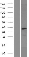 Western blot validation of overexpression lysate (Cat# LY414507) using anti-DDK antibody (Cat# TA50011-100). Left: Cell lysates from un-transfected HEK293T cells; Right: Cell lysates from HEK293T cells transfected with RC220226 using transfection reagent MegaTran 2.0 (Cat# TT210002).