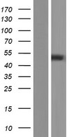 Western blot validation of overexpression lysate (Cat# LY432871) using anti-DDK antibody (Cat# TA50011-100). Left: Cell lysates from un-transfected HEK293T cells; Right: Cell lysates from HEK293T cells transfected with RC229871 using transfection reagent MegaTran 2.0 (Cat# TT210002).