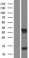 Western blot validation of overexpression lysate (Cat# LY404740) using anti-DDK antibody (Cat# TA50011-100). Left: Cell lysates from un-transfected HEK293T cells; Right: Cell lysates from HEK293T cells transfected with RC218276 using transfection reagent MegaTran 2.0 (Cat# TT210002).
