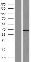 Western blot validation of overexpression lysate (Cat# LY420489) using anti-DDK antibody (Cat# TA50011-100). Left: Cell lysates from un-transfected HEK293T cells; Right: Cell lysates from HEK293T cells transfected with RC216707 using transfection reagent MegaTran 2.0 (Cat# TT210002).