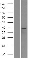 Western blot validation of overexpression lysate (Cat# LY427202) using anti-DDK antibody (Cat# TA50011-100). Left: Cell lysates from un-transfected HEK293T cells; Right: Cell lysates from HEK293T cells transfected with RC225481 using transfection reagent MegaTran 2.0 (Cat# TT210002).