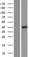 Western blot validation of overexpression lysate (Cat# LY431293) using anti-DDK antibody (Cat# TA50011-100). Left: Cell lysates from un-transfected HEK293T cells; Right: Cell lysates from HEK293T cells transfected with RC228265 using transfection reagent MegaTran 2.0 (Cat# TT210002).