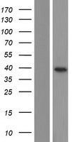 Western blot validation of overexpression lysate (Cat# LY434168) using anti-DDK antibody (Cat# TA50011-100). Left: Cell lysates from un-transfected HEK293T cells; Right: Cell lysates from HEK293T cells transfected with RC231169 using transfection reagent MegaTran 2.0 (Cat# TT210002).