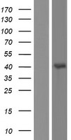 Western blot validation of overexpression lysate (Cat# LY432910) using anti-DDK antibody (Cat# TA50011-100). Left: Cell lysates from un-transfected HEK293T cells; Right: Cell lysates from HEK293T cells transfected with RC229910 using transfection reagent MegaTran 2.0 (Cat# TT210002).