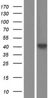 Western blot validation of overexpression lysate (Cat# LY423751) using anti-DDK antibody (Cat# TA50011-100). Left: Cell lysates from un-transfected HEK293T cells; Right: Cell lysates from HEK293T cells transfected with RC214242 using transfection reagent MegaTran 2.0 (Cat# TT210002).
