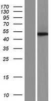 Western blot validation of overexpression lysate (Cat# LY434219) using anti-DDK antibody (Cat# TA50011-100). Left: Cell lysates from un-transfected HEK293T cells; Right: Cell lysates from HEK293T cells transfected with RC231220 using transfection reagent MegaTran 2.0 (Cat# TT210002).