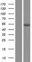 Western blot validation of overexpression lysate (Cat# LY430412) using anti-DDK antibody (Cat# TA50011-100). Left: Cell lysates from un-transfected HEK293T cells; Right: Cell lysates from HEK293T cells transfected with RC226555 using transfection reagent MegaTran 2.0 (Cat# TT210002).