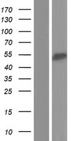Western blot validation of overexpression lysate (Cat# LY421400) using anti-DDK antibody (Cat# TA50011-100). Left: Cell lysates from un-transfected HEK293T cells; Right: Cell lysates from HEK293T cells transfected with RC220281 using transfection reagent MegaTran 2.0 (Cat# TT210002).